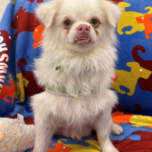 adopt Harold