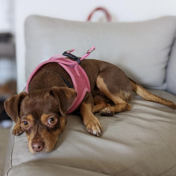 adopt Faye