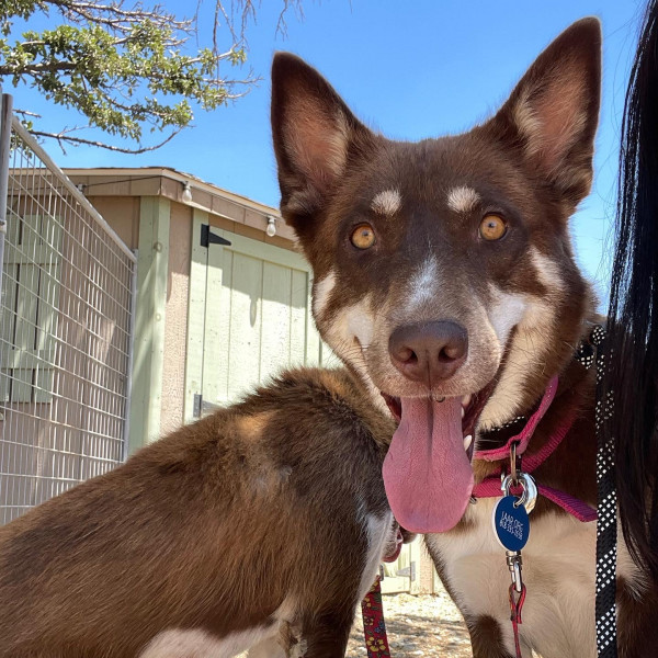 adopt Beverly