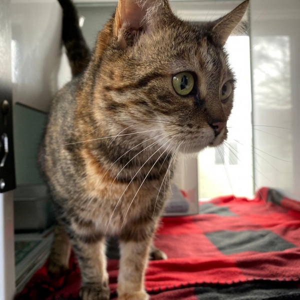 adopt Jupiter
