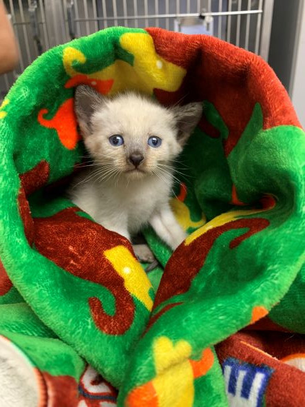 adopt Kai