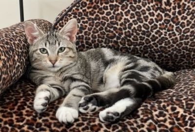 adopt Lemon