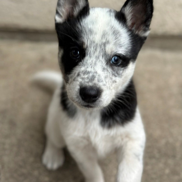 adopt Mahomes