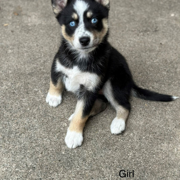 adopt May