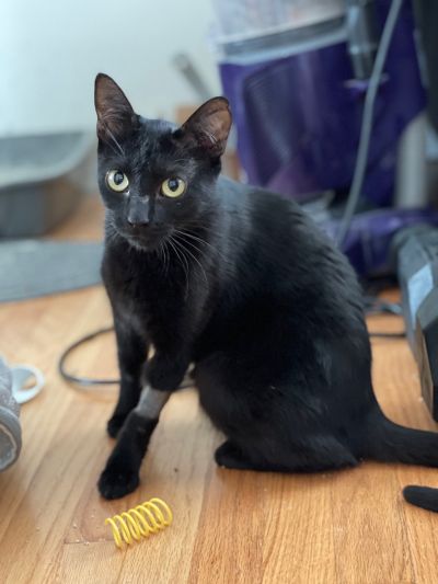 adopt Maybelle