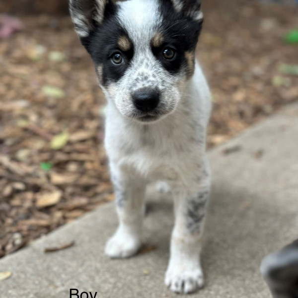 adopt McCoy