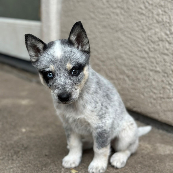 adopt Michelle