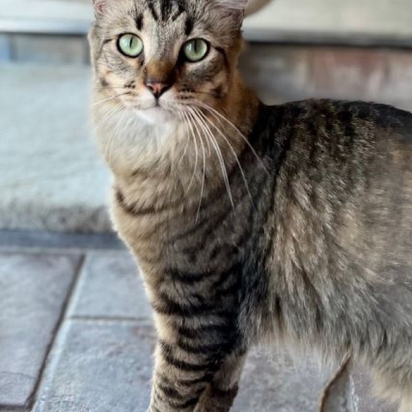 adopt Mylo