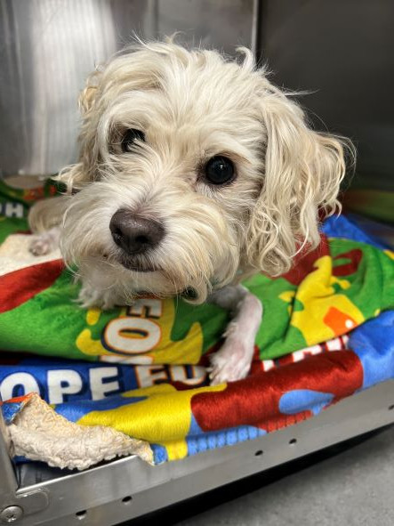 adopt Norman