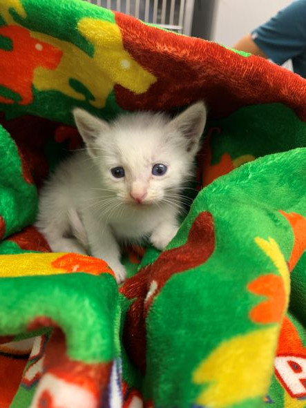 adopt Onyx