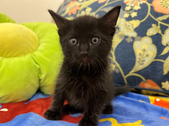adopt Panther
