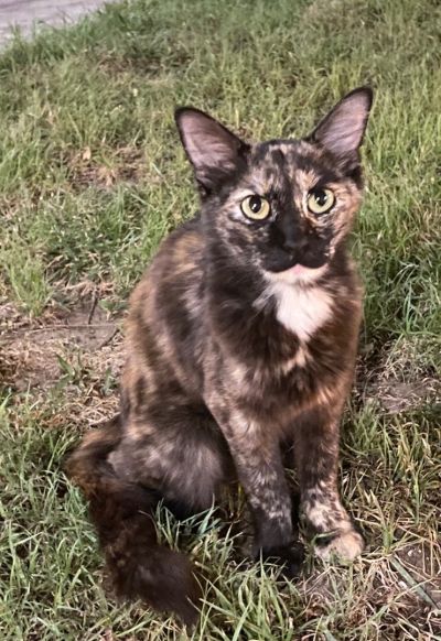 adopt Pastiche