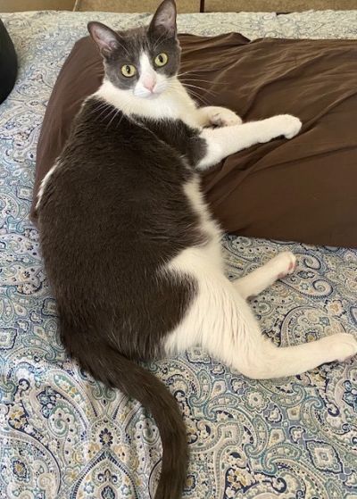 adopt Pearl