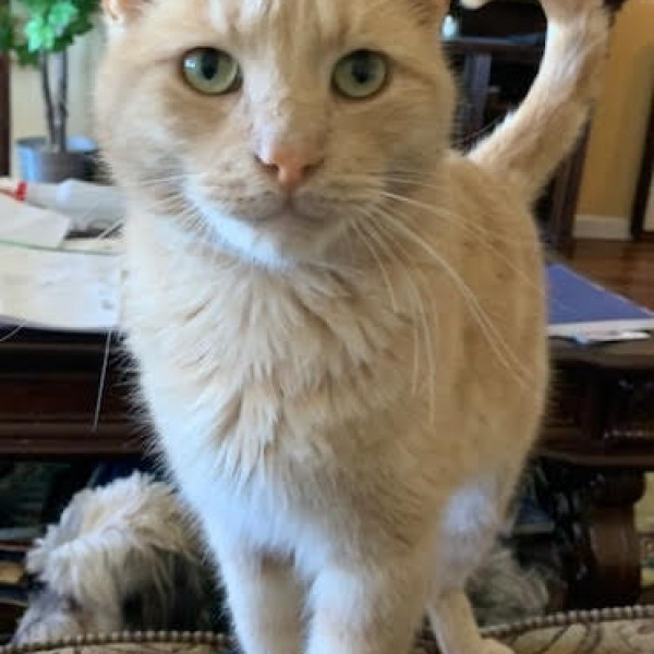 adopt Peter