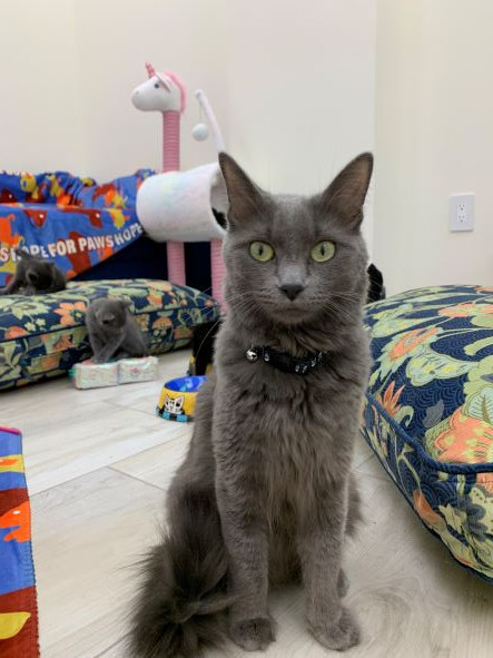 adopt Rhino