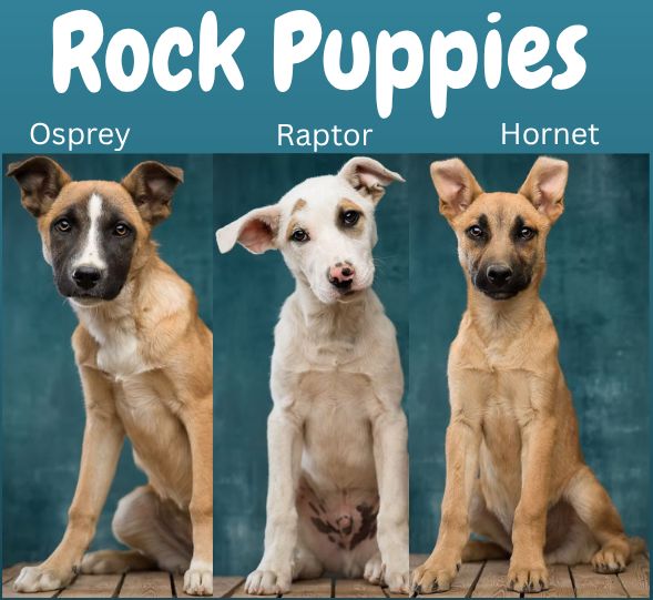 adopt Rock Puppies