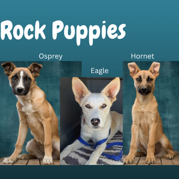 adopt Rock Puppies