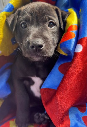 adopt Ronnie