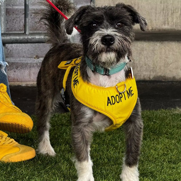 adopt Russell