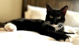 adopt Sandrine
