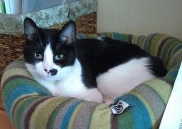 adopt Santo