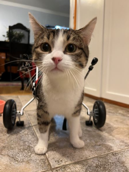 adopt Scoot