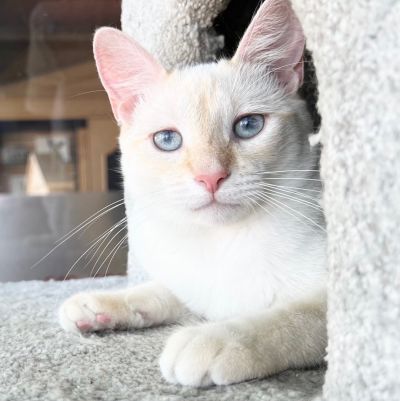 adopt Sebbi