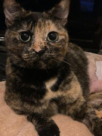 adopt Sicily