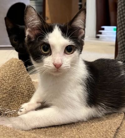 adopt Strawberry