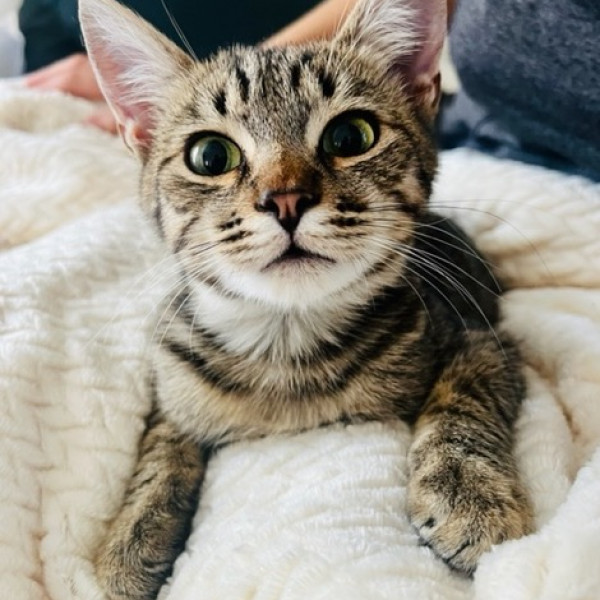 adopt Toffee