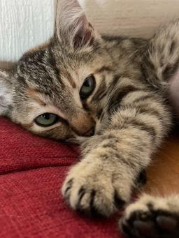 adopt Twizzler