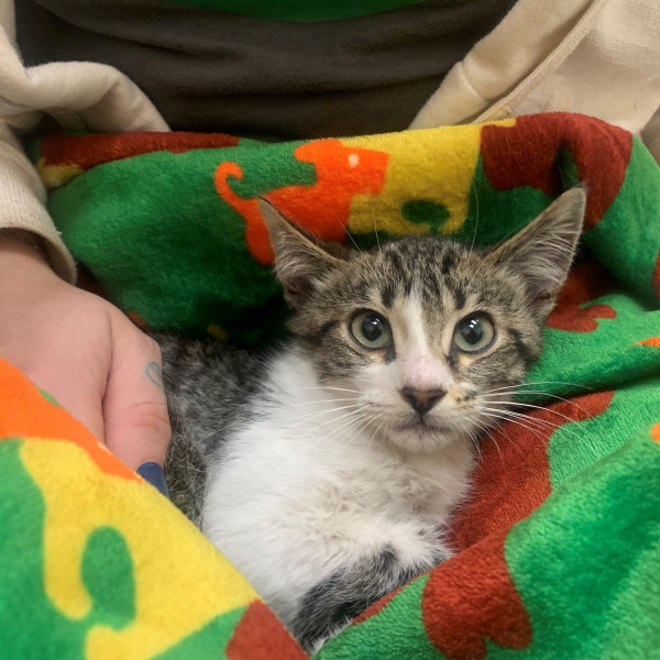 adopt Volt