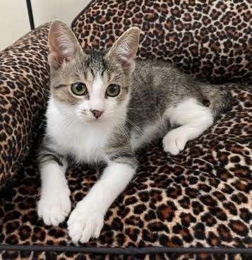 adopt Watermelon