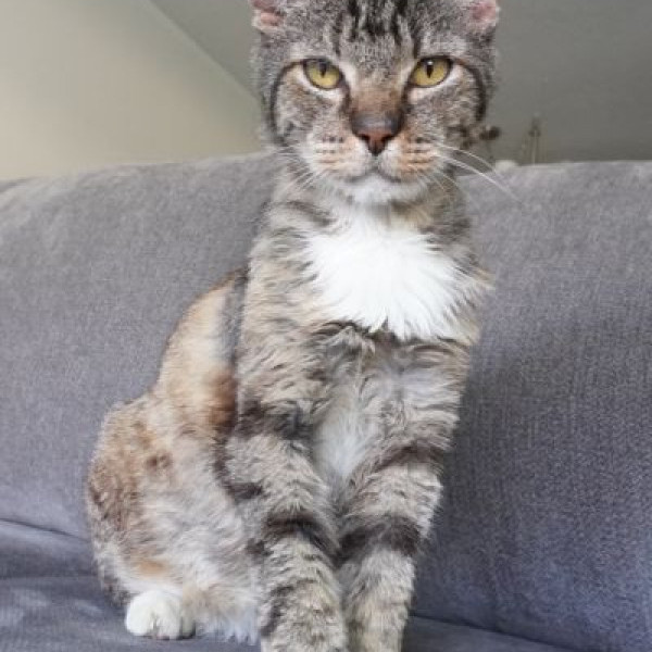 adopt Yoshi