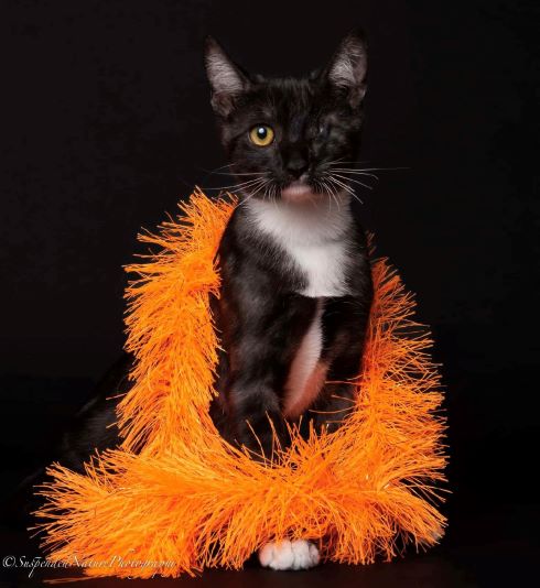 adopt Zelie