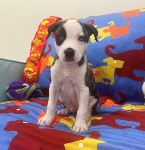 adopt Aster