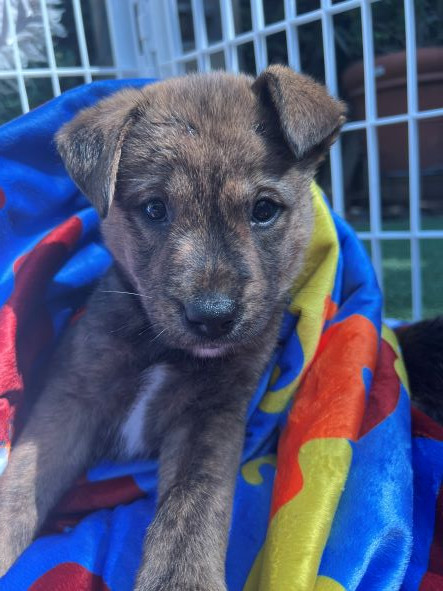 adopt Bimba