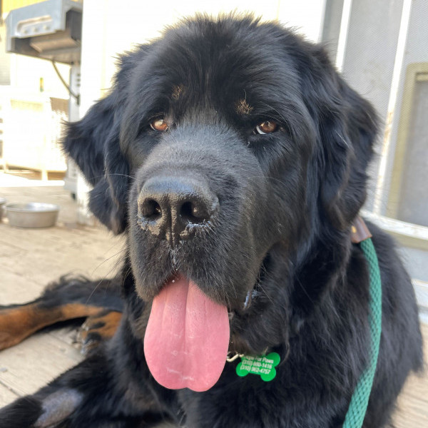 Hope for paws clearance lucky leash