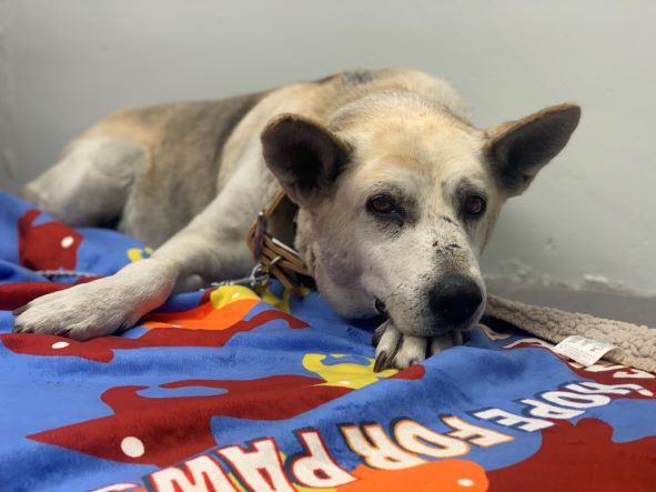 adopt Chloe
