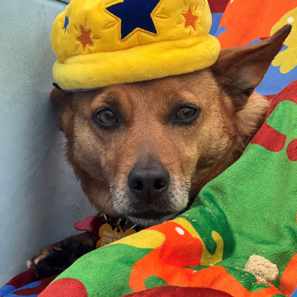 adopt Debby