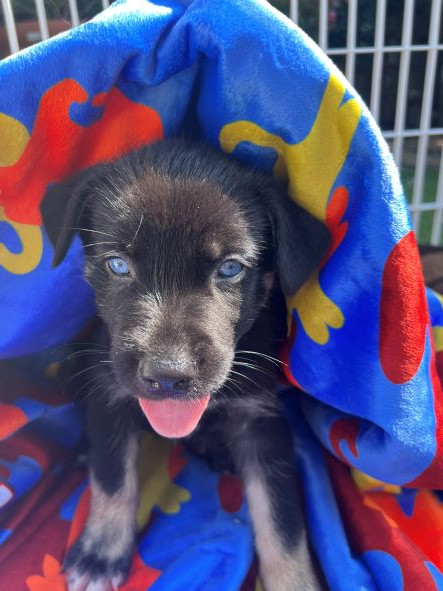 adopt Fang