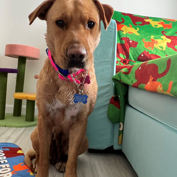 adopt Farfalle
