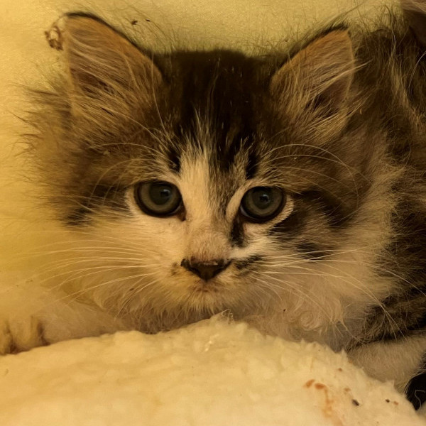 adopt Fluffy