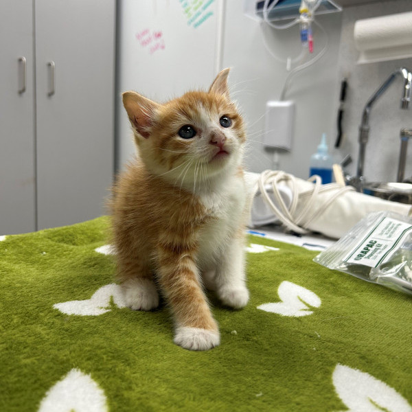 adopt Garlic Toast