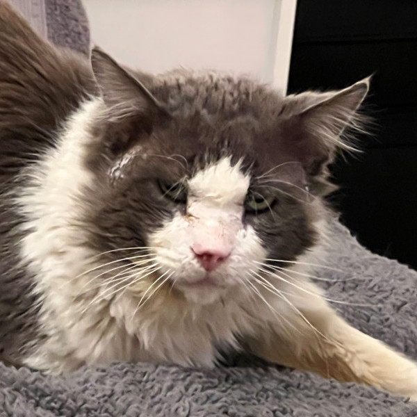 adopt Grover