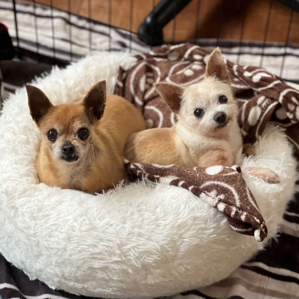 adopt Heidi and Frank