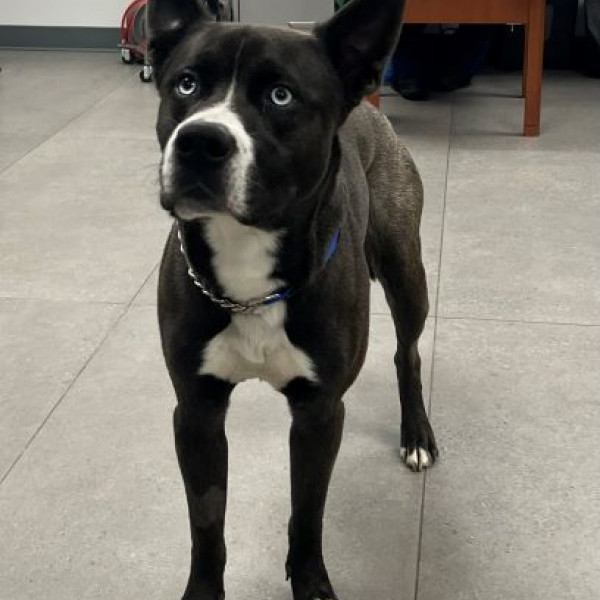 adopt Lupin