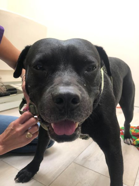 adopt Mack