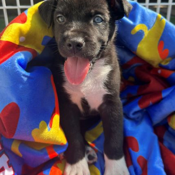 adopt Macloud