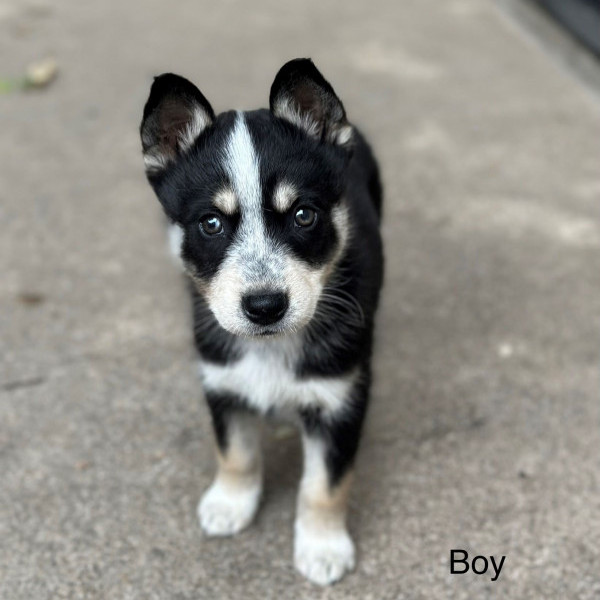 adopt Marvin